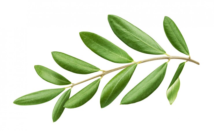 Foto ramo de oliveira com folhas verdes isolado