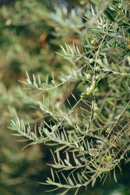 Ramo de oliveira com frutos olivais e jardins em montenegro