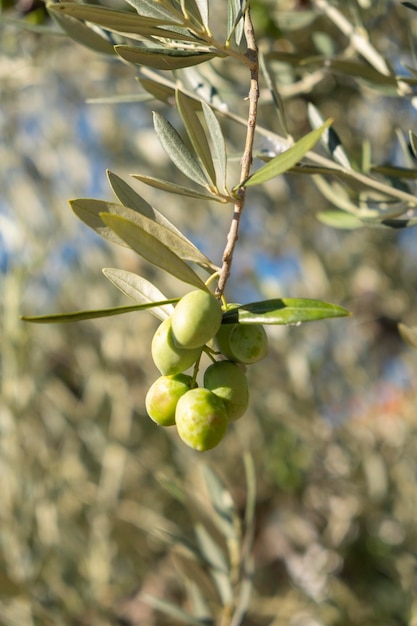 Ramo de oliveira com frutos oliveira mediterrânica