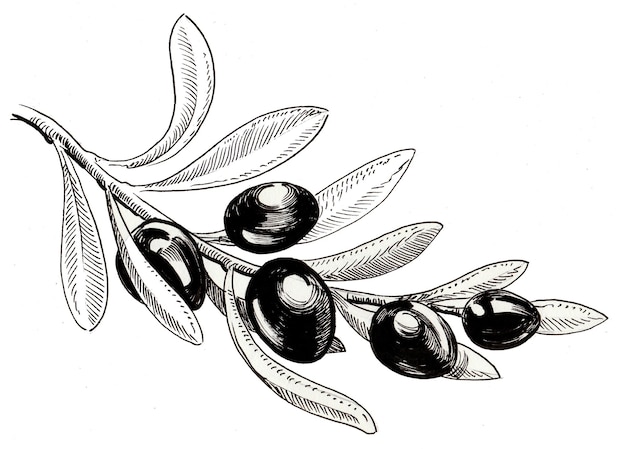Ramo de oliveira. Desenho de tinta preto e branco