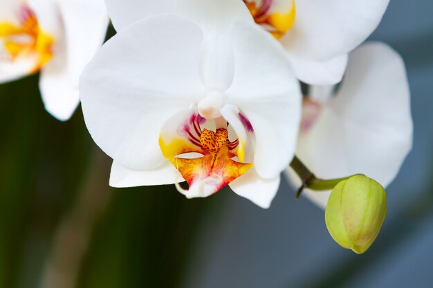 Ramo de orquídea branca de flores grandes com botões em um belo estilo em um fundo desfocado.