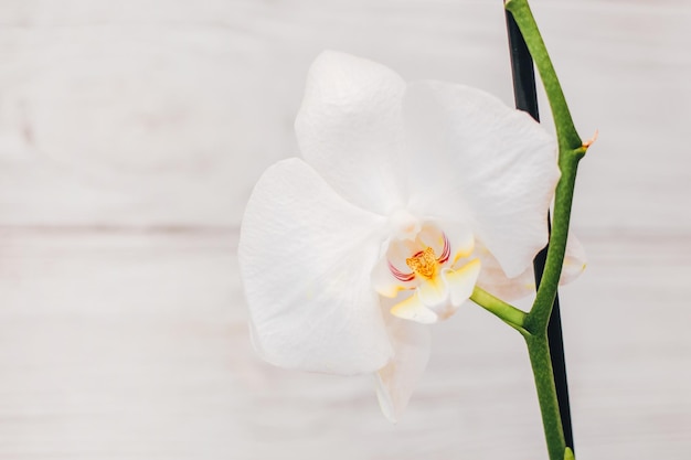 Ramo de orquídea branca florescendo phalaenopsis