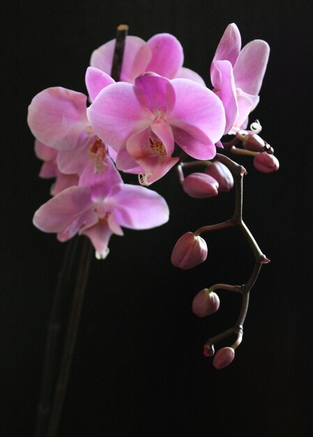 Ramo de orquídea rosa brilhante com fundo desfocado