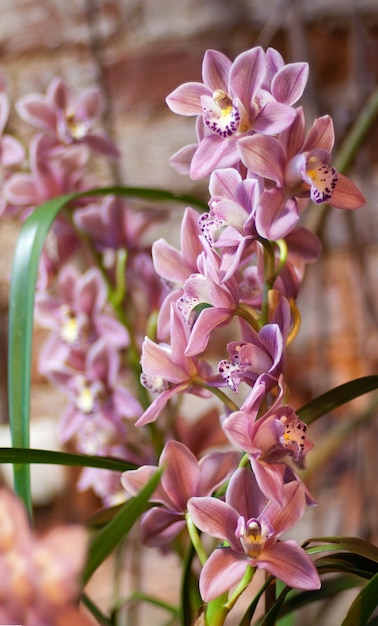 Ramo de orquídea rosa