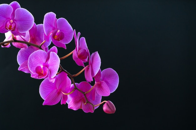 Ramo de orquídea roxa em fundo preto escuro close-up