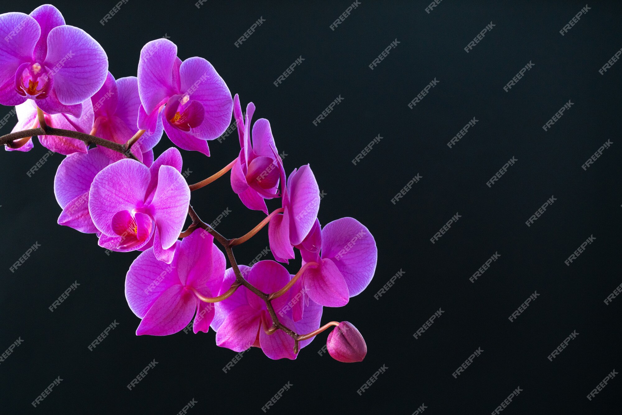 Ramo de orquídea roxa em fundo preto escuro close-up | Foto Premium