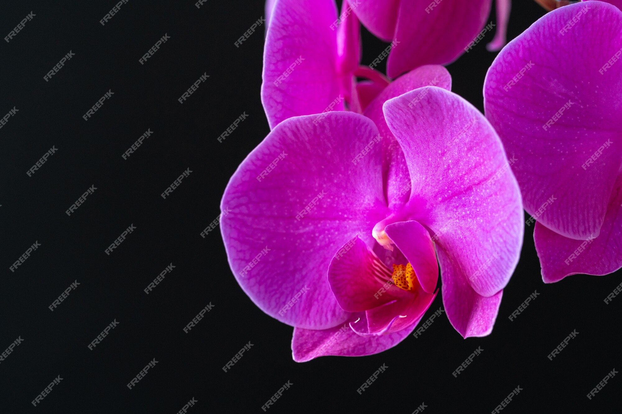 Ramo de orquídea roxa em fundo preto escuro | Foto Premium