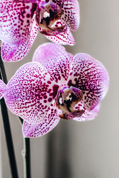 Ramo de orquídea roxa florescendo closeup phalaenopsis