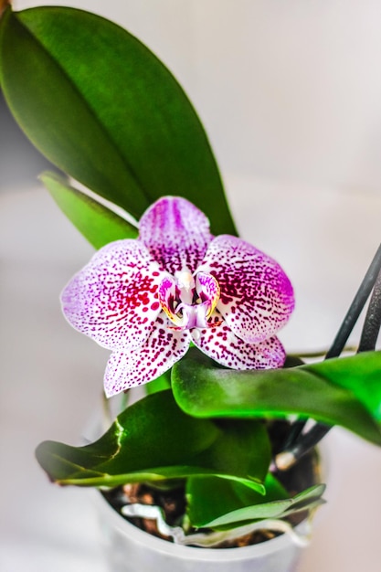 Ramo de orquídea roxa florescendo closeup phalaenopsis