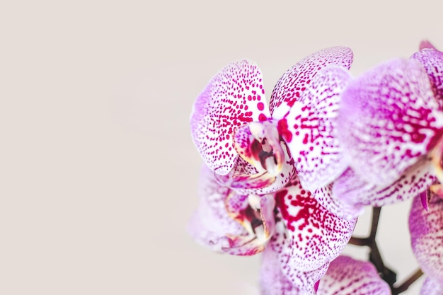 Ramo de orquídea roxa florescendo closeup phalaenopsis