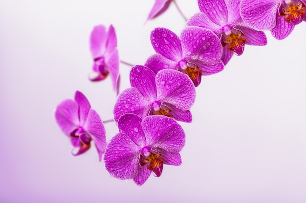 Ramo de orquídea violeta desabrocham