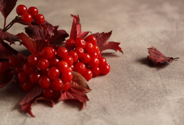 Ramo de outono vermelho de viburnum com uma baga em um fundo cinza com um espaço de cópia