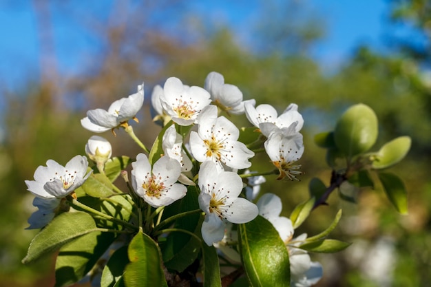 Ramo de pêra com inflorescências de floração