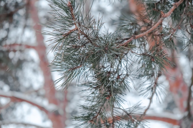 Ramo de pinheiro close-up com agulhas em bokeh de inverno. árvores de natal no parque. pinhas e flocos de neve brancos. ano novo. natal. férias de papai noel. fundo.