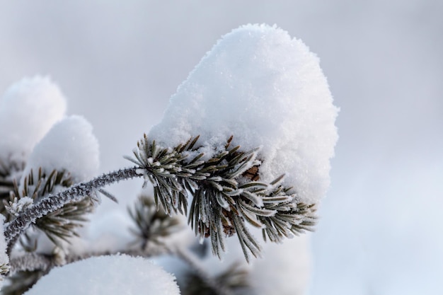 Ramo de pinheiro com agulhas cobertas de neve closeup