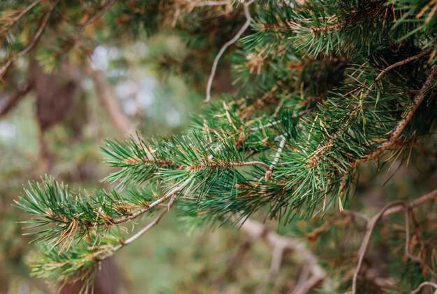 Foto ramo de pinheiro em close-up na floresta de outono ramos verdes fofos