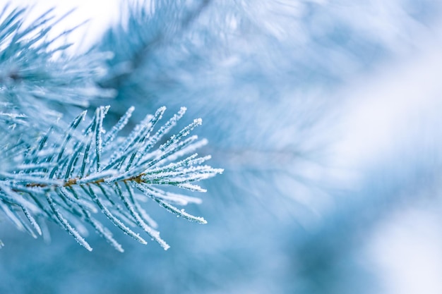 Ramo de pinheiro perene congelado em uma das primeiras manhãs frias do ano no norte, azul frio