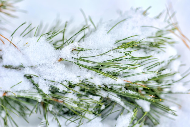 ramo de pinheiro verde festivo na neve branca.