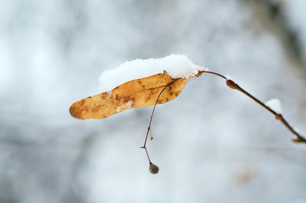 Ramo de planta sob a imagem macro de fundo de inverno vintage natural de neve