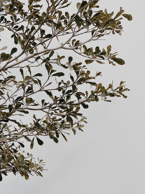 Ramo de planta verde, folhas em parede de concreto bege neutro