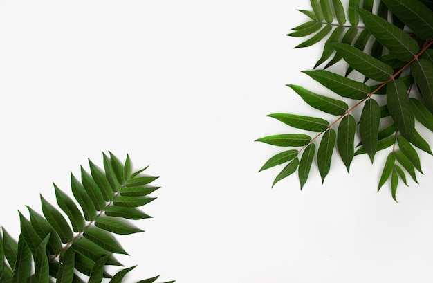 Ramo de planta viva verde em fundo branco