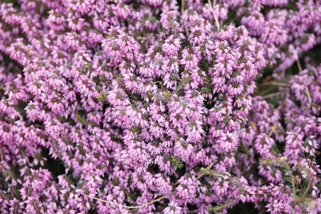 Ramo de primavera da flor urze comum