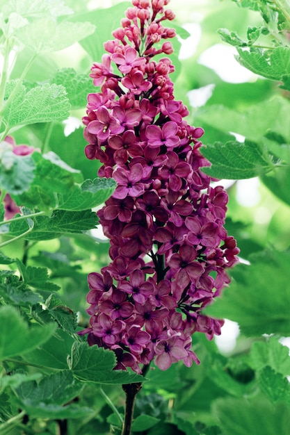 Ramo de primavera de flor lilás