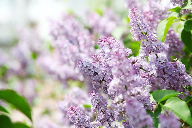 Ramo de primavera de flor lilás