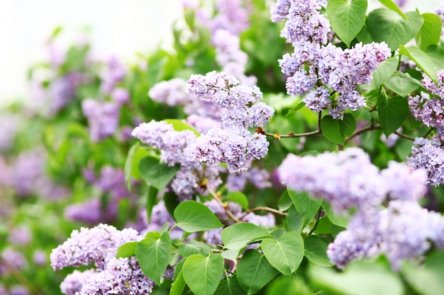 Ramo de primavera de flor lilás