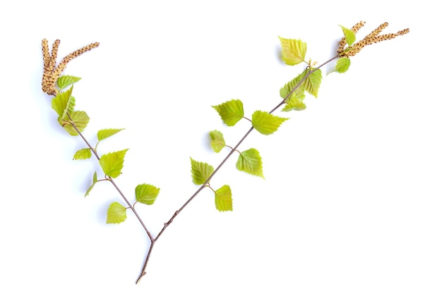 Ramo de primavera de uma jovem bétula com brincos isolados em um fundo branco