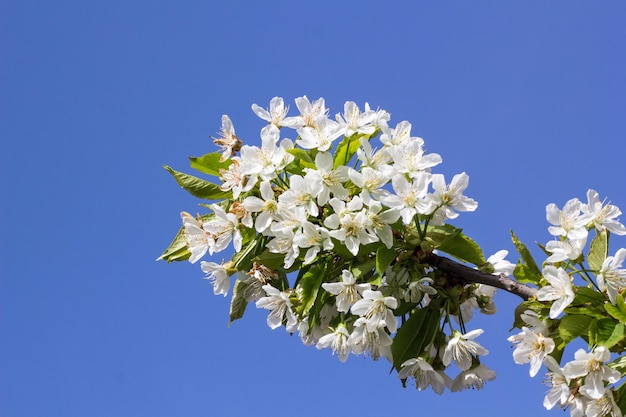 Ramo de primavera flor de cerejeira ao ar livre