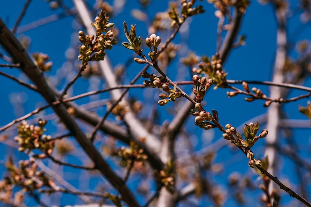 Ramo de primavera, folhas jovens e rins