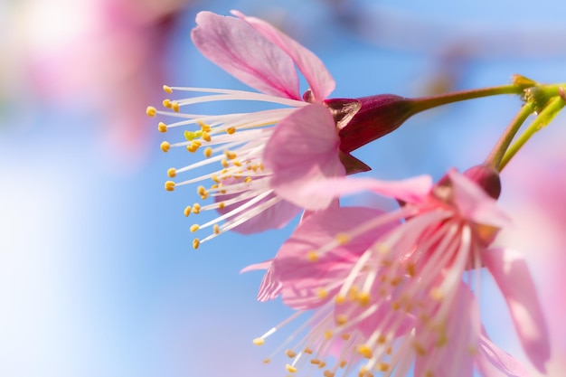 Ramo de Prunus Kanzan cereja Flores duplas rosa e folhas verdes no fundo do céu azul