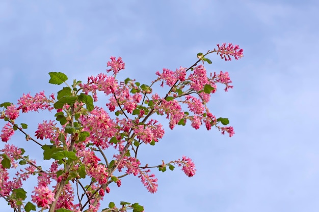 Ramo de Ribes sanguineum