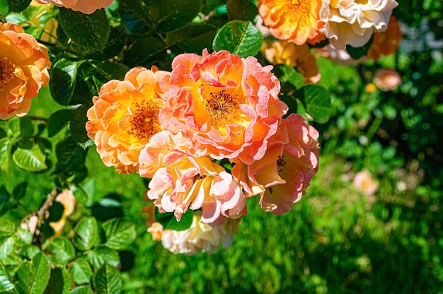 Ramo de rosas amarelas e cor de rosa no jardim de verão.