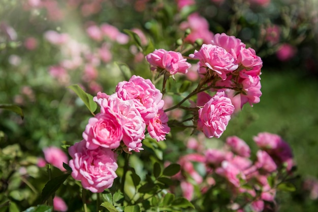 Ramo de rosas em flor no jardim