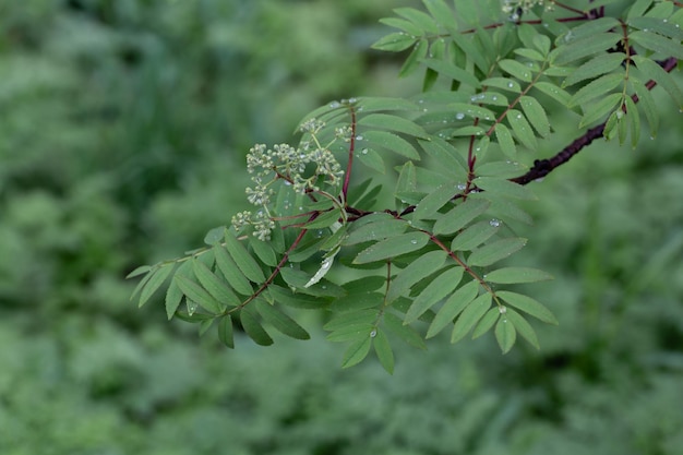 Ramo de Rowan com folhas e flores na chuva em um fundo desfocado de folhas verdes