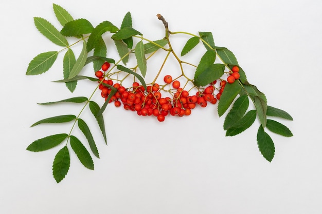 Ramo de Rowan com frutas vermelhas e folhas verdes sobre fundo branco, close-up. Bagas de outono de cinza de montanha vermelha ou bagas de rowan com folhas verdes para decoração, plano de fundo