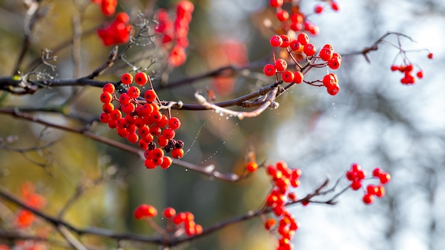 Ramo de Rowan com frutas vermelhas maduras em um fundo desfocado