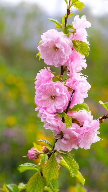 Ramo de sakura (cereja japonesa) com exuberantes flores cor de rosa em um fundo desfocado. Sakura floresce