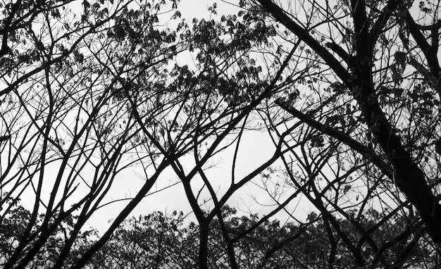 Ramo de silhueta preto e branco da folhagem das árvores contra o céu.