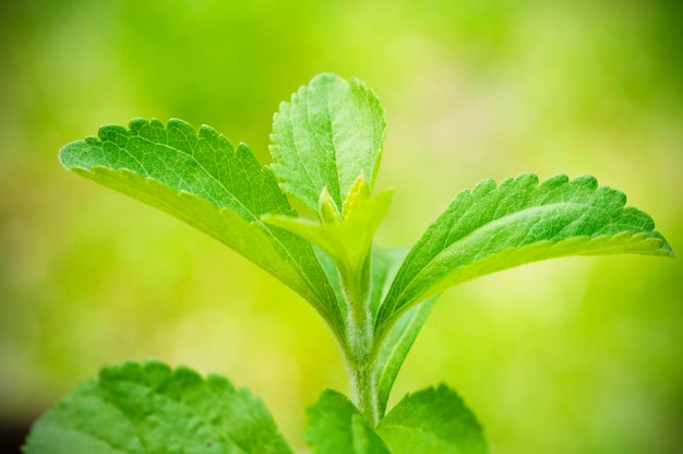 Ramo de stevia rebaudiana de perto sobre um fundo verde