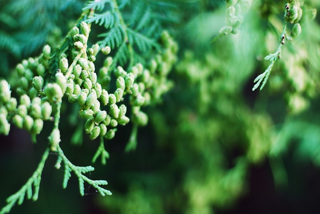 Ramo de Thuja occidentalis com cones