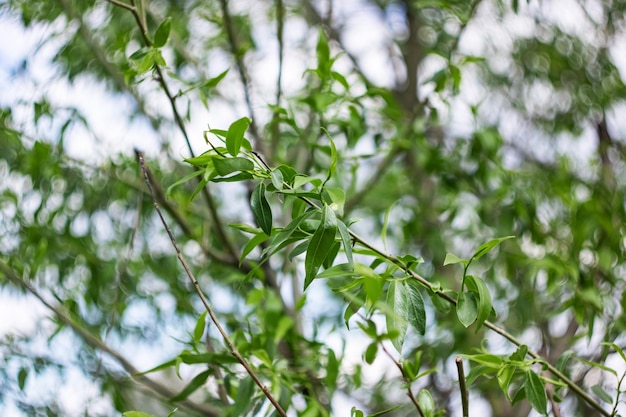 Ramo de uma árvore com folhas verdes