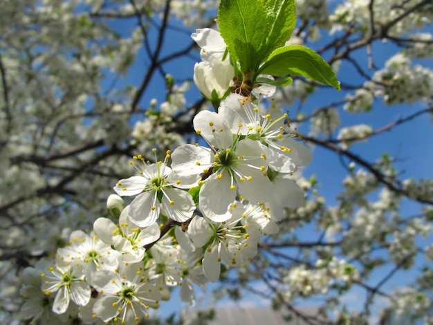 Ramo de uma árvore frutífera com flores brancas bonitas