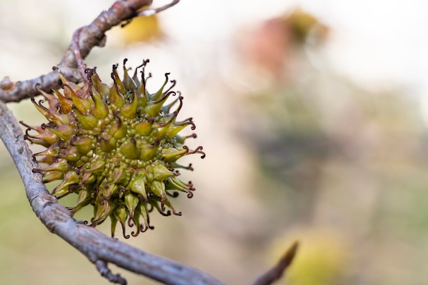 Ramo de uma árvore perfumada com frutas redondas e espinhosas Liquidambar styraciflua foco seletivo local fechado para texto