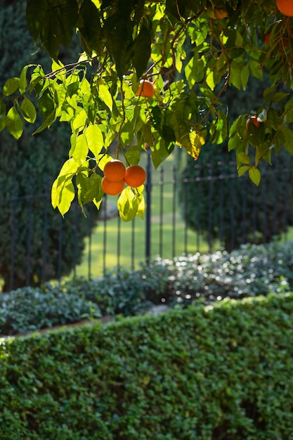 Ramo de uma laranjeira com laranjas e folhas verdes ao sol Bahai Gardens em Haifa Israel