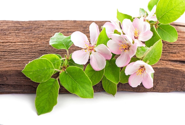 Ramo de uma macieira em flor em uma mesa de madeira