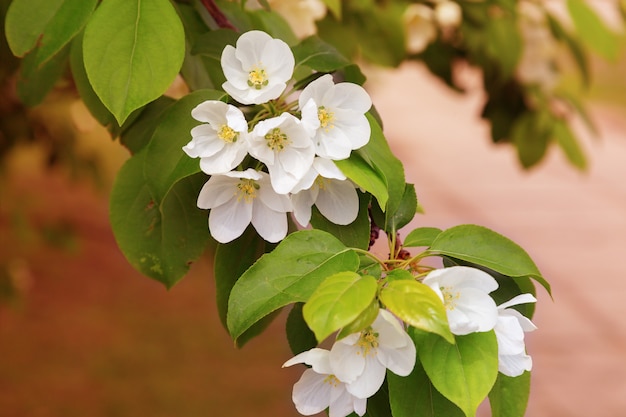 Foto ramo de uma macieira florescendo em um fundo desfocado. fundo floral flores de primavera suave na macieira. copie o espaço. foco suave.