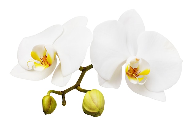 Ramo de uma orquídea branca em flor com uma cor amarela no labelo e alguns botões fechados isolados